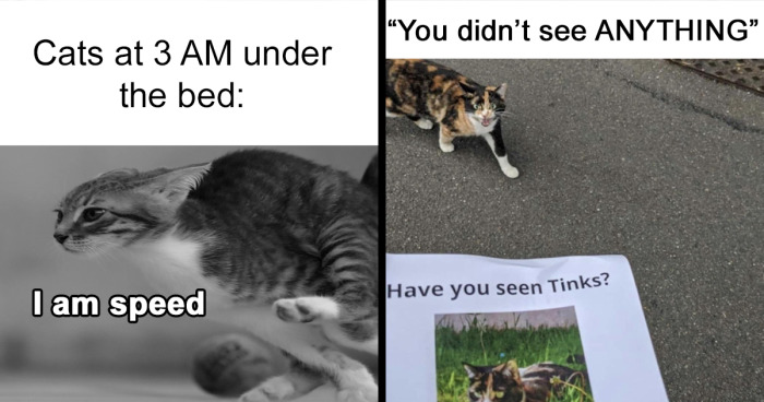 107 Hilarious Cat Memes That Perfectly Describe What These Critters Are All About