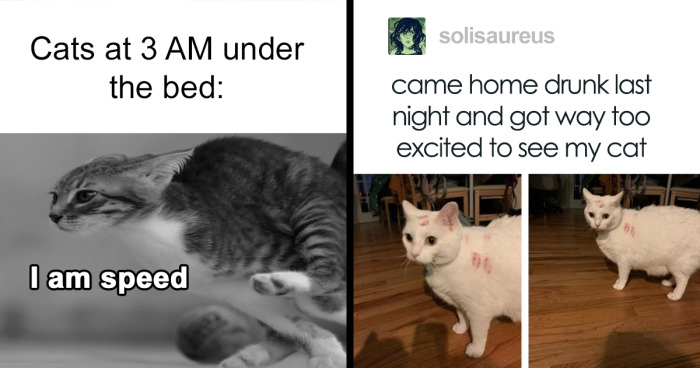 'Cat Memes For All': 107 Of The Most Wholesome And Cute Posts From This IG Group