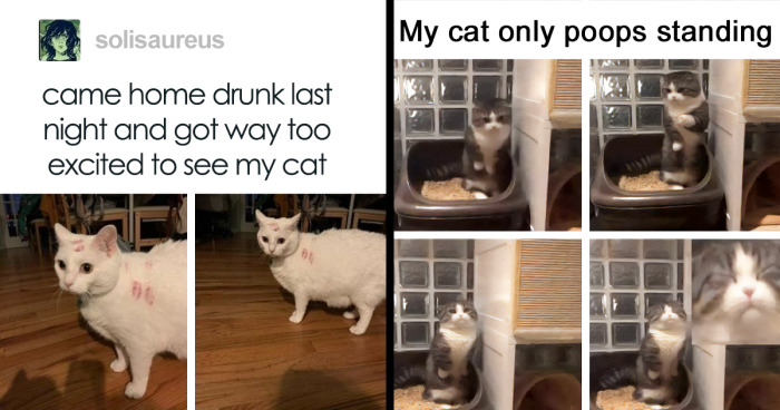 107 Funny Cat Memes From This Popular Instagram Account