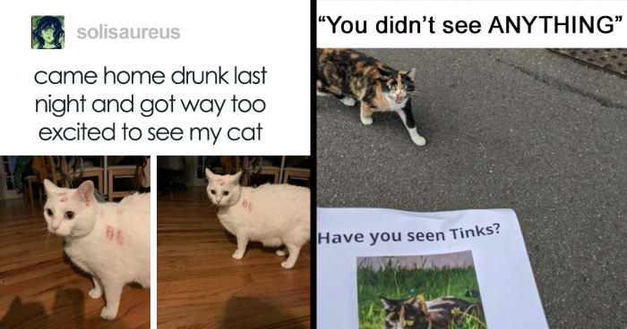 107 Hilarious Cat Memes Even Dog People Should Enjoy