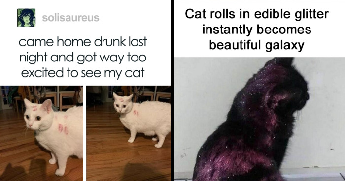 107 Fantastic Cat Memes To Help You Get Through Hard Times