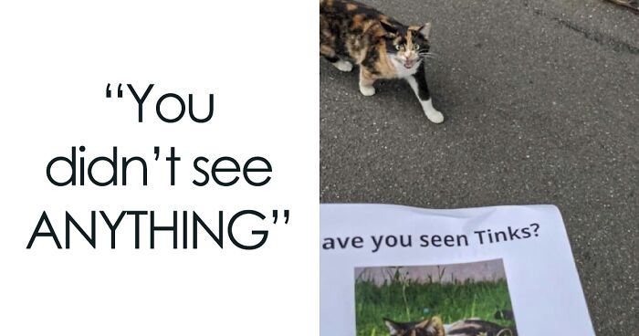 107 Funny Cat Memes That Show Why The Internet Loves Them So Much, As Shared On This IG Page