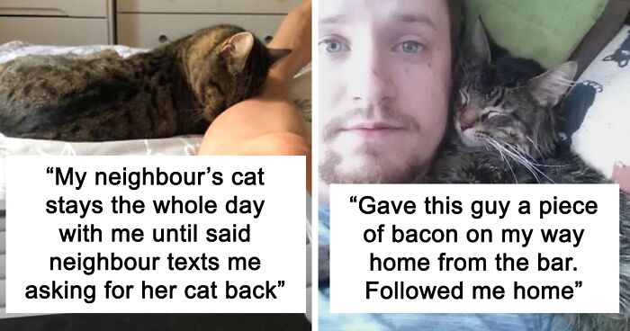 People Are Sharing Photos Of Their Best ‘My House, Not My Cat’ Encounters (80 All-Time Best Pics)