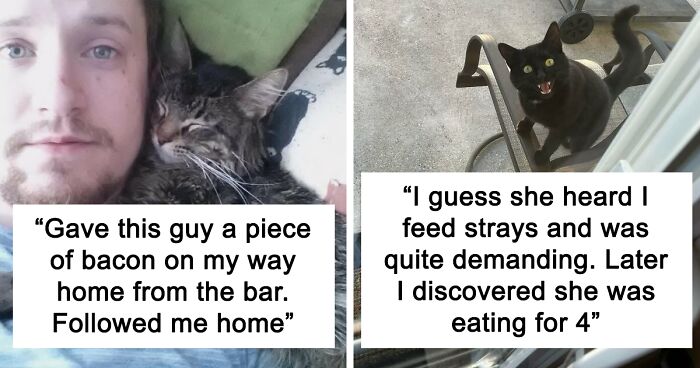 80 All-Time Best ‘My House, Not My Cat’ Pics You Might Love If You’ve Ever Wanted Intruder Cats