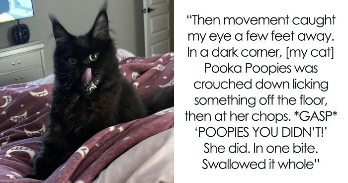 Woman Says The Bond With Her Cat Was Strengthened After The Cat Sneakily Consumed Her Toe