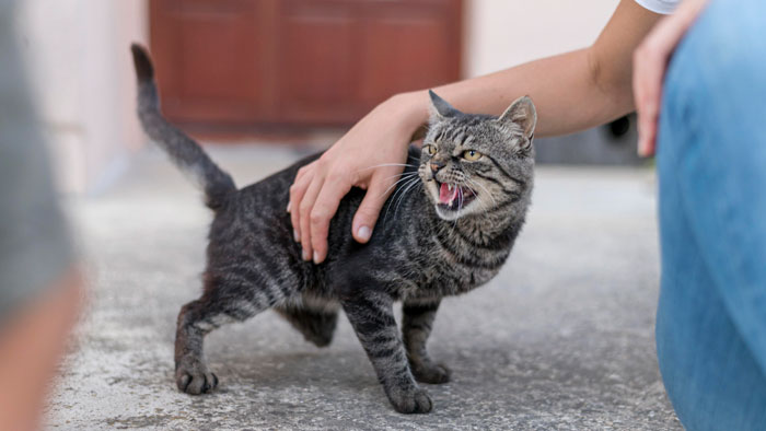 aggressive cat