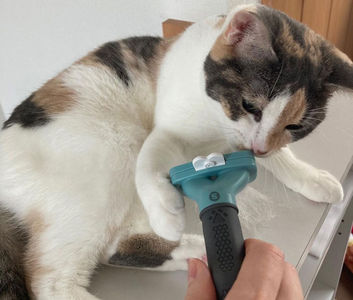 person brushing the cat