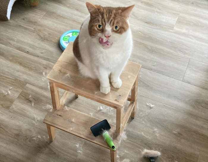 cat on the chair and the fur around