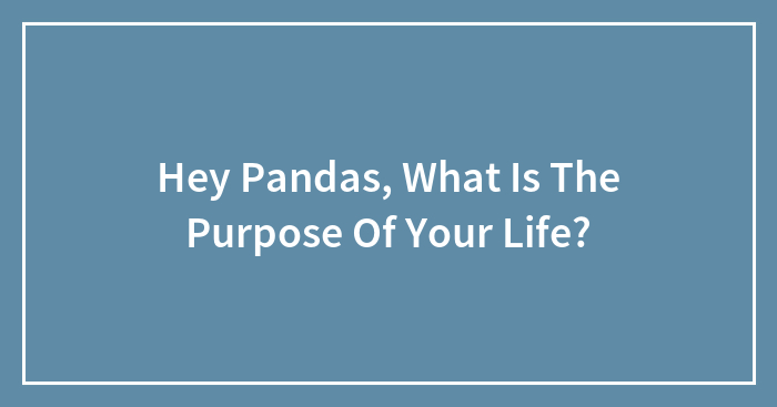 Hey Pandas, What Is The Purpose Of Your Life? (Closed)