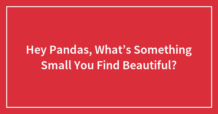 Hey Pandas, What’s Something Small You Find Beautiful?