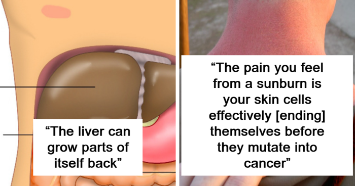 People Share 54 Incredible Human Body Facts That Show Just How Amazing Our Bodies Are