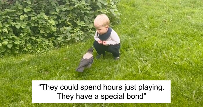 Friends For A Lifetime: A Wild Crow Makes A Special Bond with 2-Year-Old Boy