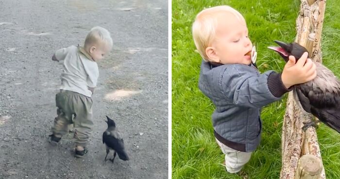 2-Year-Old Otto Is Best Friends With A Wild Crow