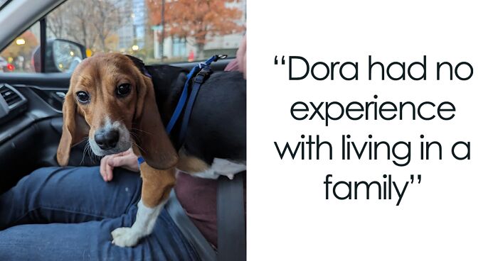 Meet Dora, The Beagle Who Found Freedom From A Laboratory And Now Enjoys A Loving Home