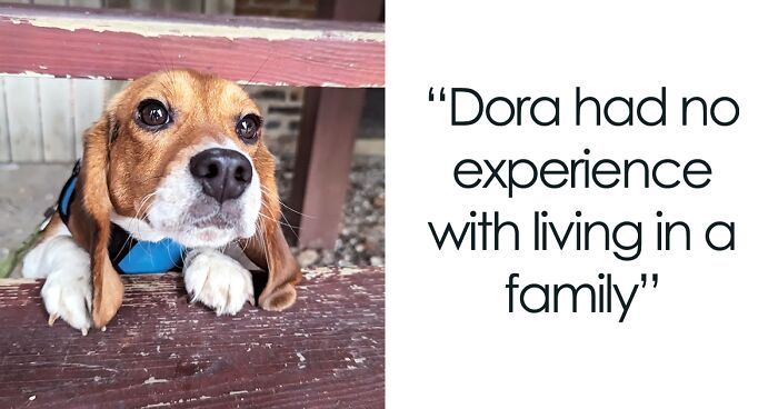 Meet Dora, The Beagle Who Was Rescued From A Lab And Was Given A Chance At A New Life