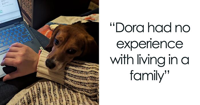 Beagle's Journey From Medical Testing Lab To Beloved Family Member