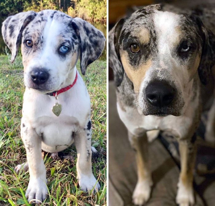 Apollo, My Best Friend. 8 Weeks And 7 Pounds To 2 Years And 75 Pounds