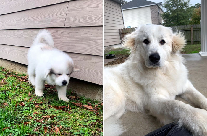 Bailey From 8 Weeks To 1 Year. She Still Thinks She's A Lap Dog