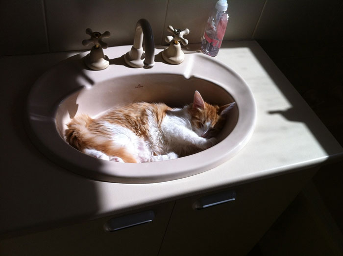 cat sleeping in a wash basin