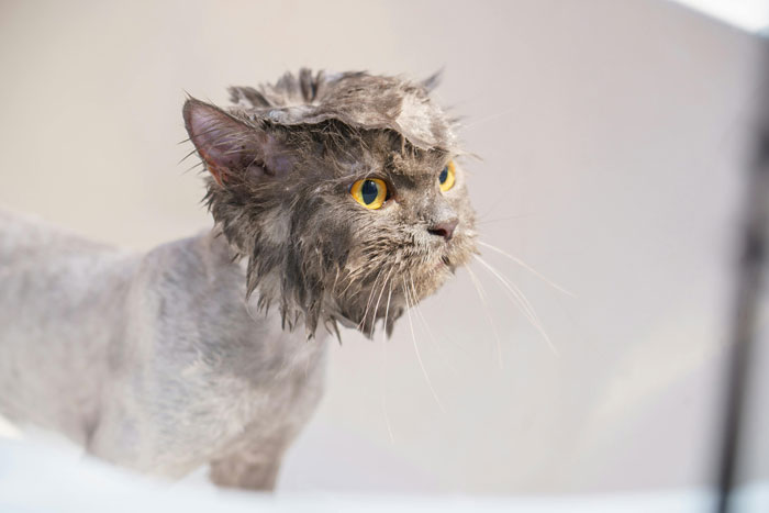 close up view of a wet cat