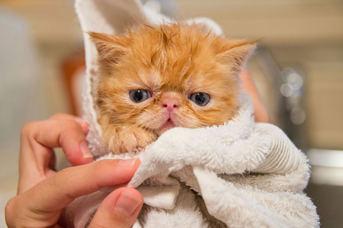 close up view of a wet red kitten in a towel