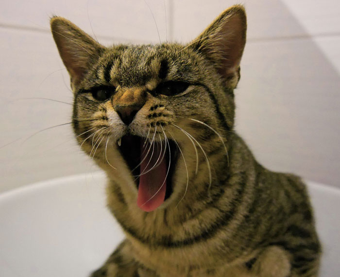 cat screaming