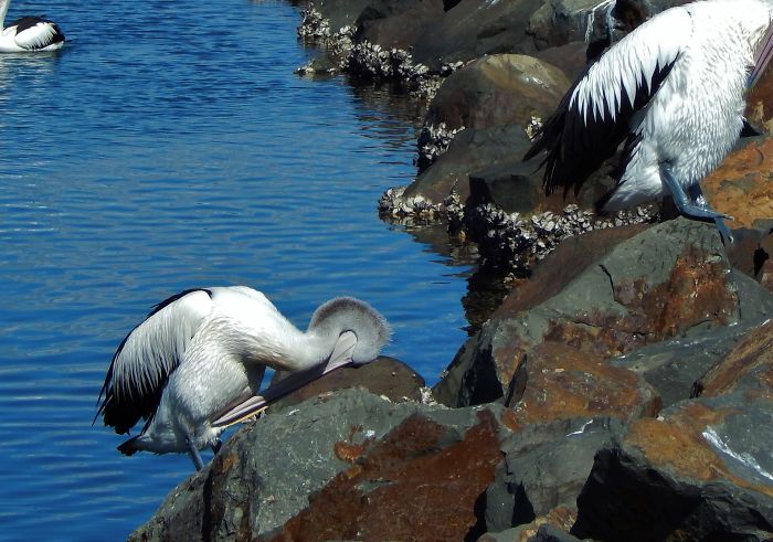 Whilst I Was Attempting To Catch The Grace And Elegance Of This Magnificent Pelican, Percy Slipped And Face Planted The Rock