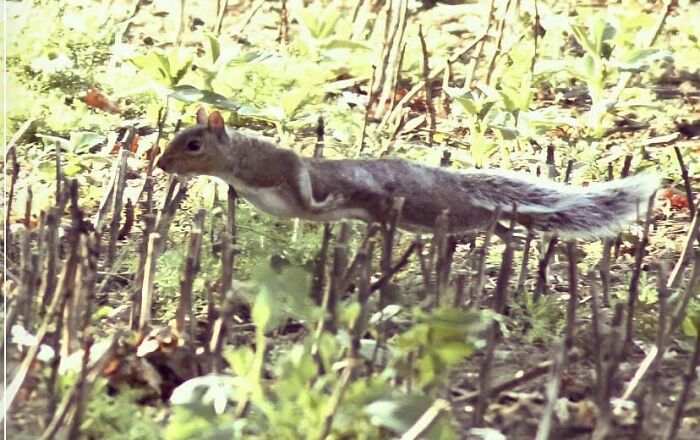 Perfect Exposure? Great Focus? Worthy Of National Geographic? Crap Photo Of A Squirrel