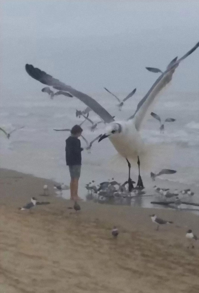 I Did Not Take This Picture However I **am** The Woman On The Shore Appearing To Be Handing Off Something To A Prehistoric Era Seagull