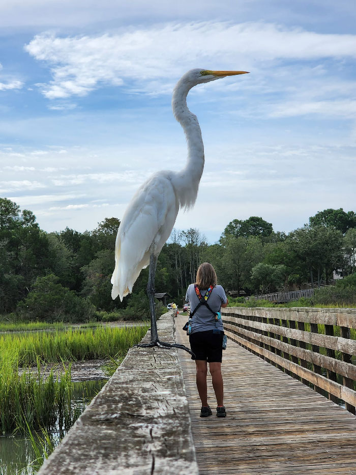 And Jean Was Never Seen Again. Authorities Suspect Fowl Play