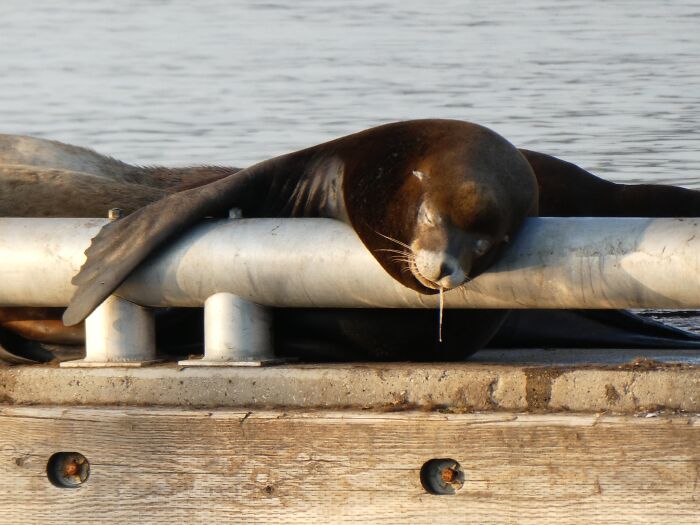 The Majestic Sea Lion Slumbers