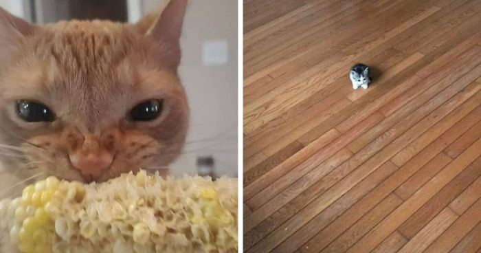 75 Funny And Relatable ‘Cats Without Context’ That May Leave You Spitting Milk