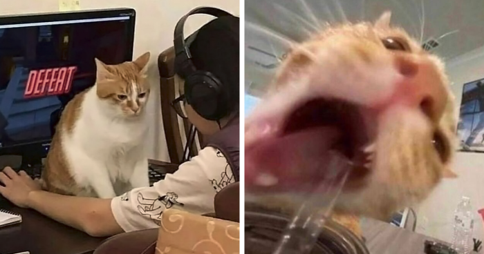 75 Of The Funniest Cat Pics From This IG Page That Deserve To Be Seen And Appreciated