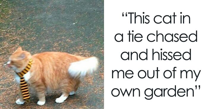 75 Of The Funniest Cat Pics And Joke Edits To Make You Crack A Smile