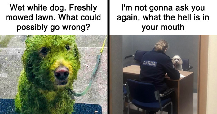 43 Of The Best Animal Memes, As Shared On 