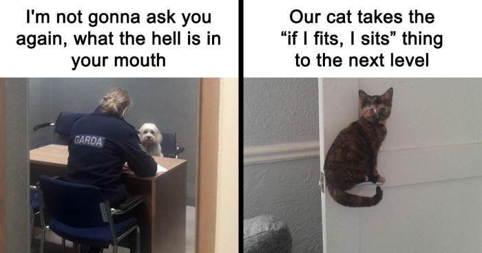 63 Funny Animal Memes That Prove Pets Are The Ultimate Comedians