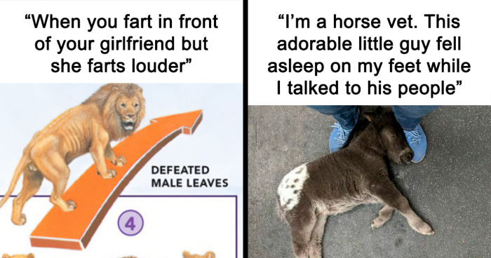 112 Hilarious Animal Memes From This Instagram Page