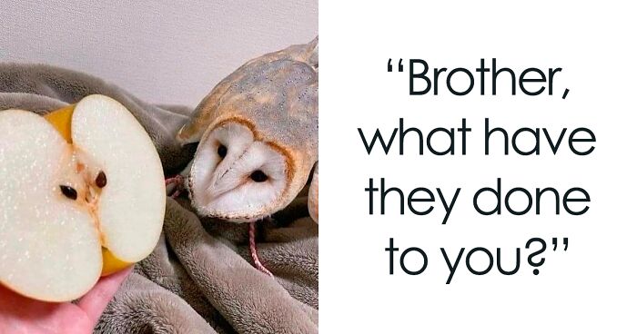 50 Times Animals Were The Perfect Meme Format, As Shared On This Instagram Page