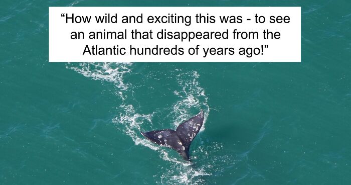 Whale Thought To Have Gone Extinct In The Atlantic Spotted Again After 200 Years Of Absence