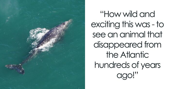 Scientists Believe Climate Change Has Opened Up A Route For Whales Usually Seen Only In The Pacific