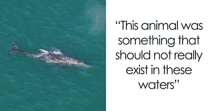 A Gray Whale Is Spotted Again Outside The Pacific Ocean, After Disappearing For 200 Years