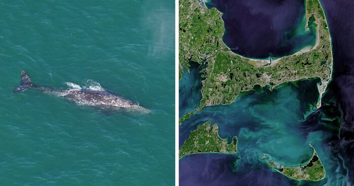 Whale Thought To Have Gone Extinct In The Atlantic Spotted Again After 200 Years Of Absence