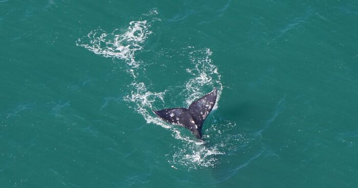 Incredibly Rare Event: A Gray Whale Was Spotted Off The New England Coast