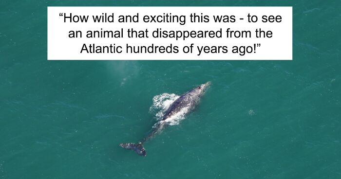 Whale Thought To Have Gone Extinct In The Atlantic Spotted Again After 200 Years Of Absence