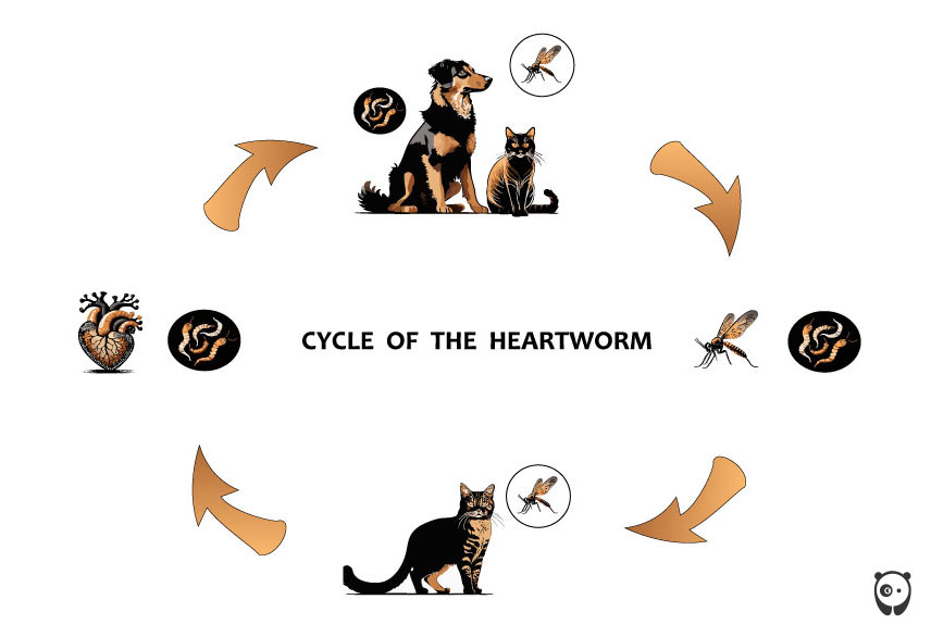 illustration of Cycle of the Heartworm