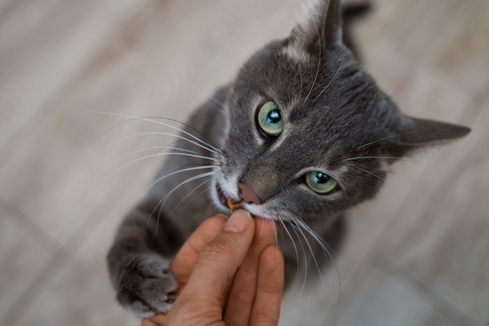 cat taking pill