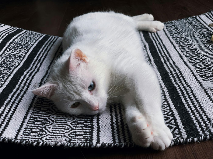 white cat lying on the carpet