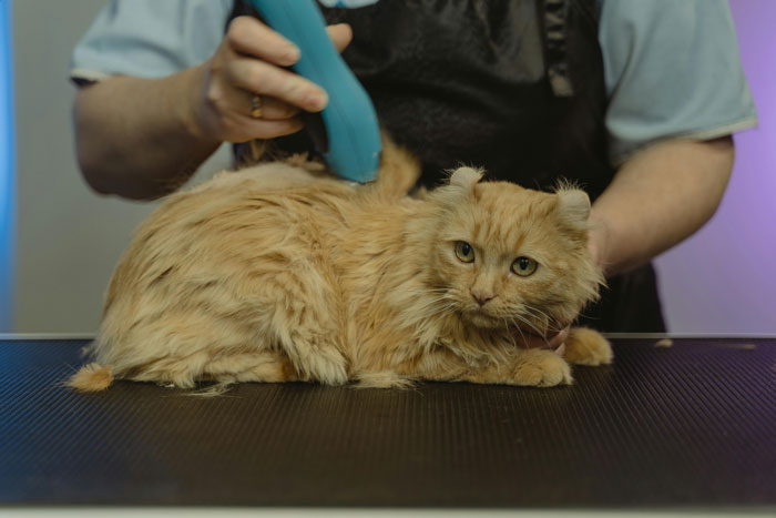 person grooming the cat