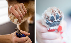 How to Cut Dog Nails Properly Covered By a Vet