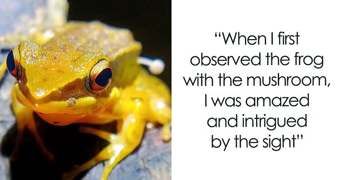 Intriguing Case Of Frog With Mushroom Sprouting Out Of Its Side Puzzles Researchers